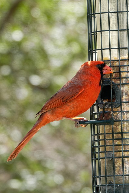 bird feeder