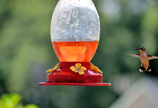 bird feeder