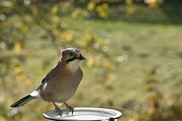 Feed Your Feathered Friends: Best Fat Balls for Liverpool Birds – Free Shipping!