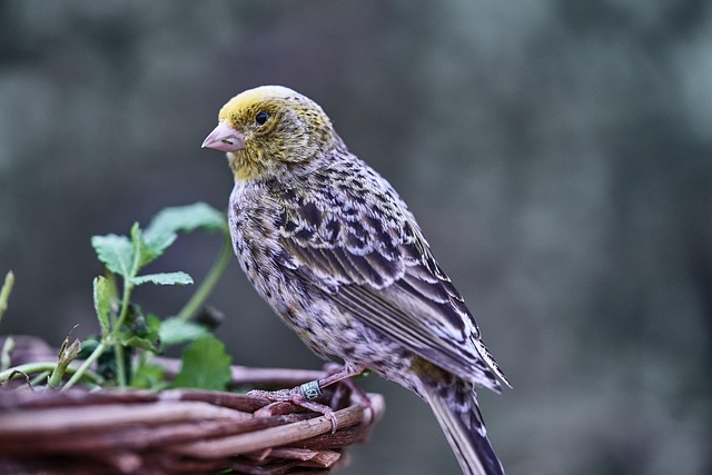 bird feeder