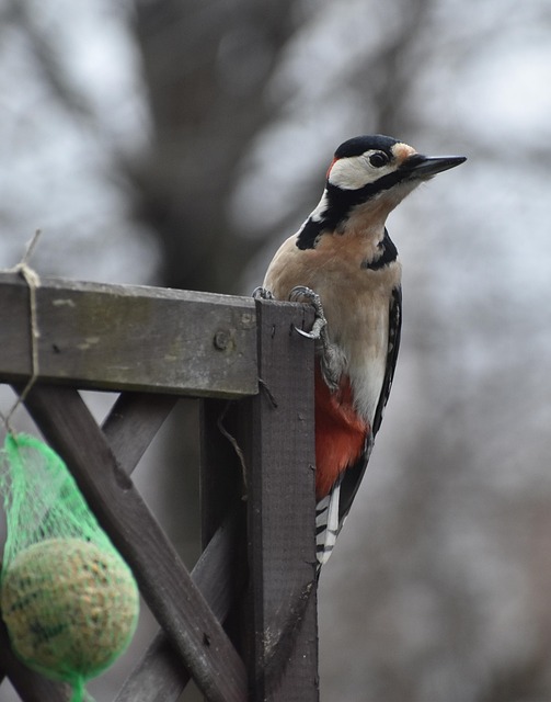 bird feeder