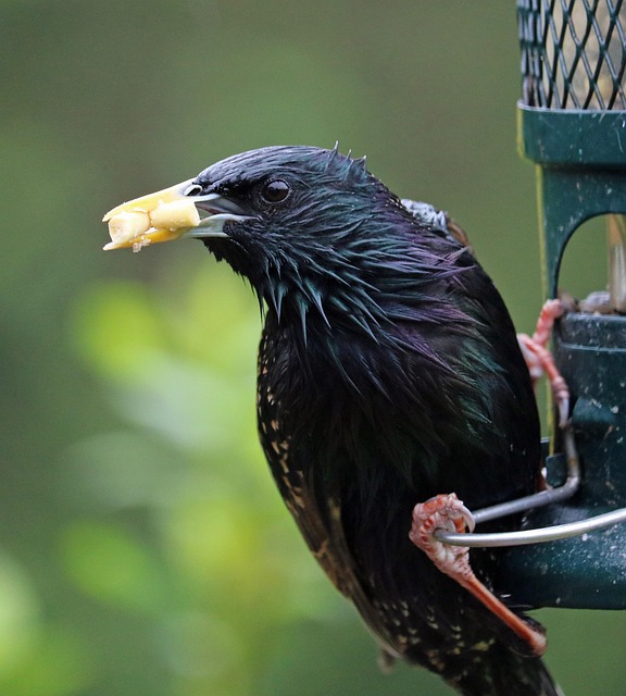 bird feeder