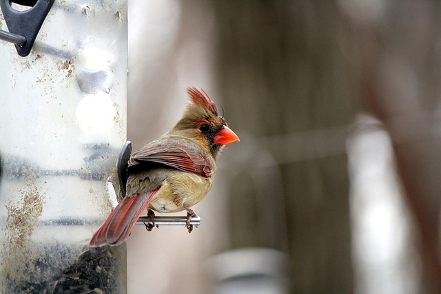 bird feeder