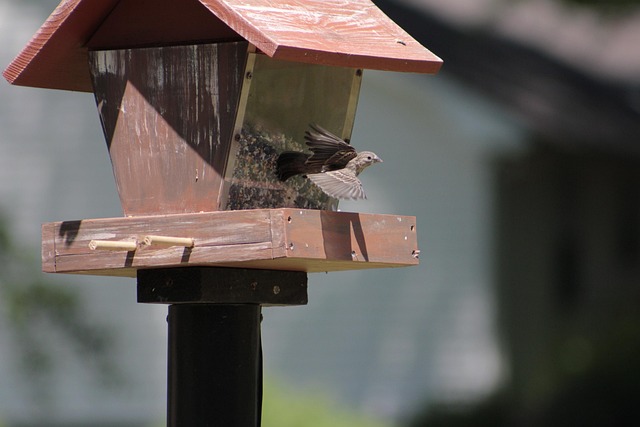 bird feeder