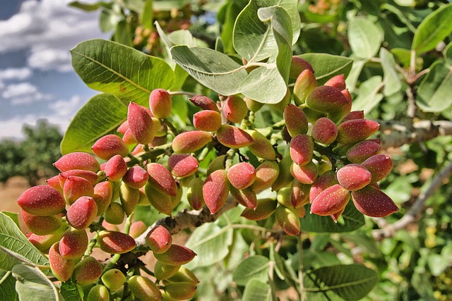 Save Money on Top-Quality Peanuts for Birds in Cardiff: New Bulk Mix with Free Shipping