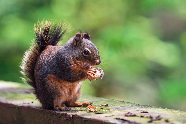 peanuts