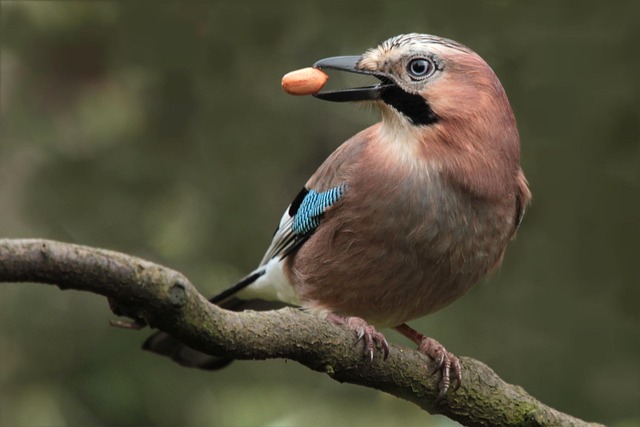Feed London’s Flock: Free Bird Feeder with Peanuts & Seeds!