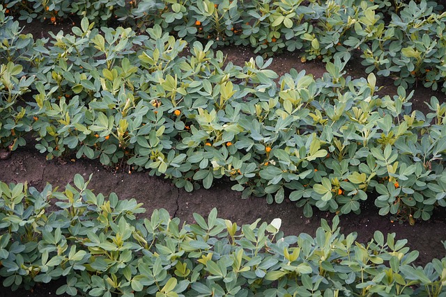 Elevate Your Bird’s Energy: Top-Quality Peanuts for Birds Leeds – Free Delivery!