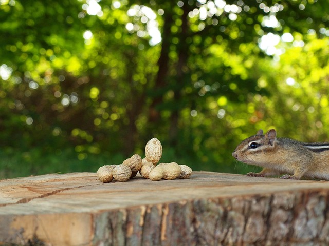 peanuts