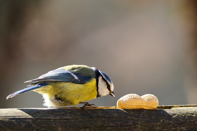 peanuts