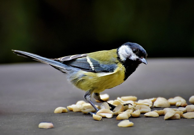 peanuts