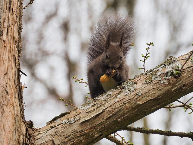 London’s Best: Long-Lasting, Rust-Free Peanut Feeder for Birds