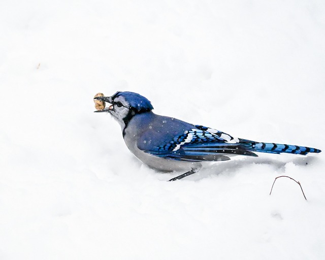 Feed Your Bristol Birds: Top-Rated, Bulk Peanuts & Mix – Free Shipping!
