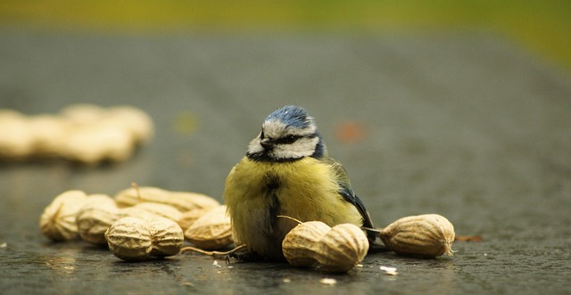 peanuts