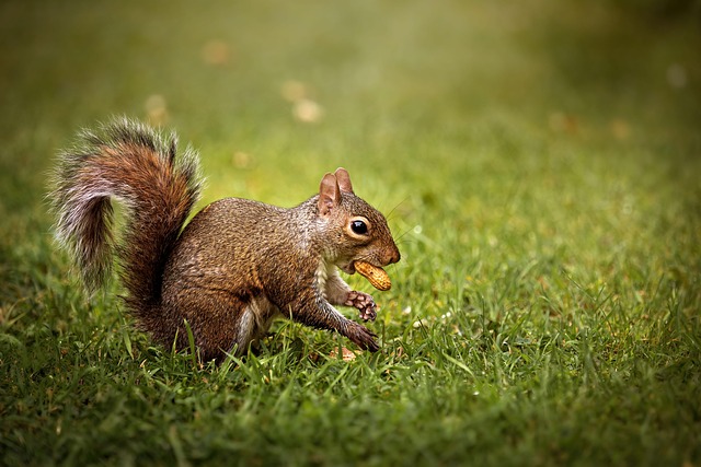 Elevate Your Bird’s Energy: Premium Peanuts from Bradford, Free Shipping!