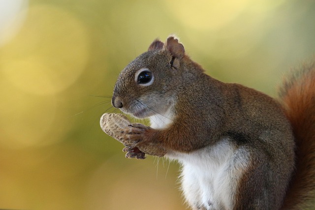 peanuts