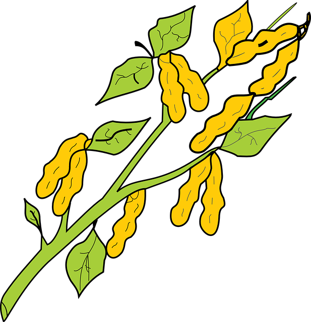 peanuts