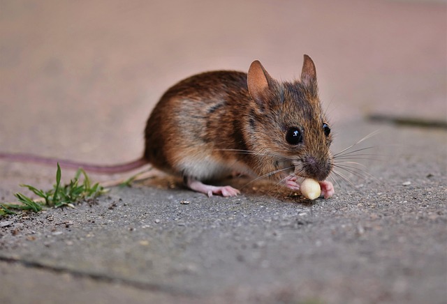 Revolutionize Your Manchester Garden: Easy, Mess-Free Bird Feeder for Peanuts!