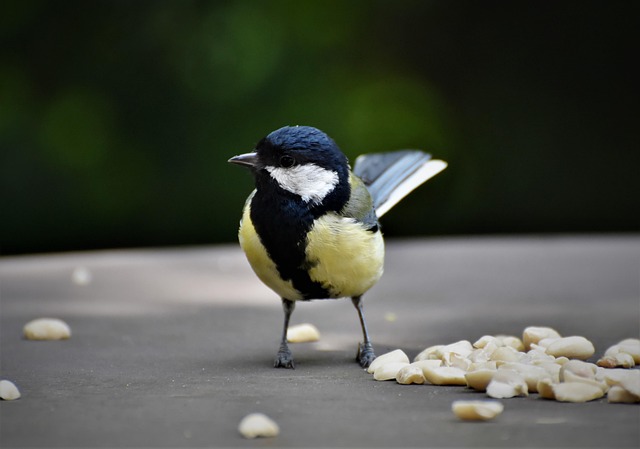 peanuts