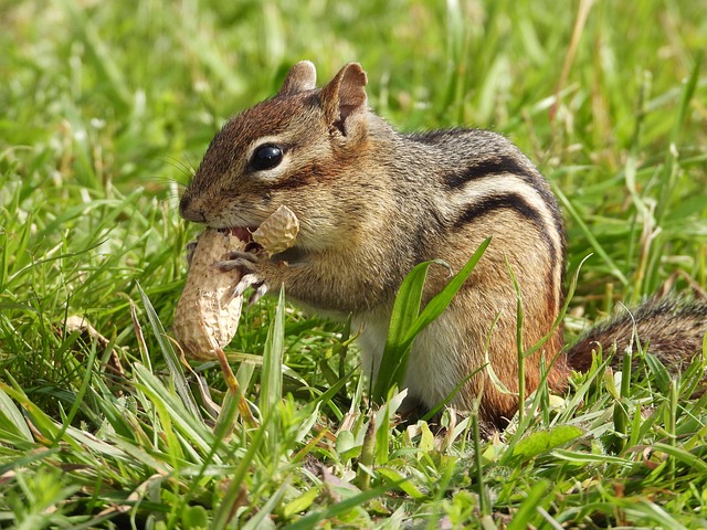 peanuts