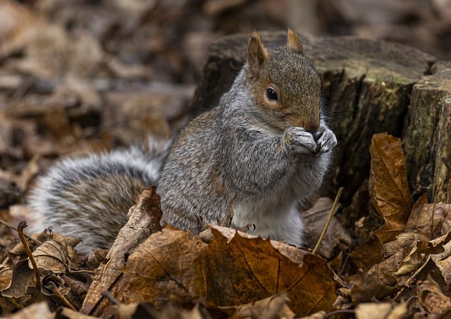 squirrel