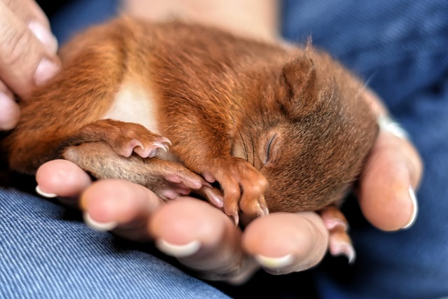 squirrel-640x480-10574771.jpeg