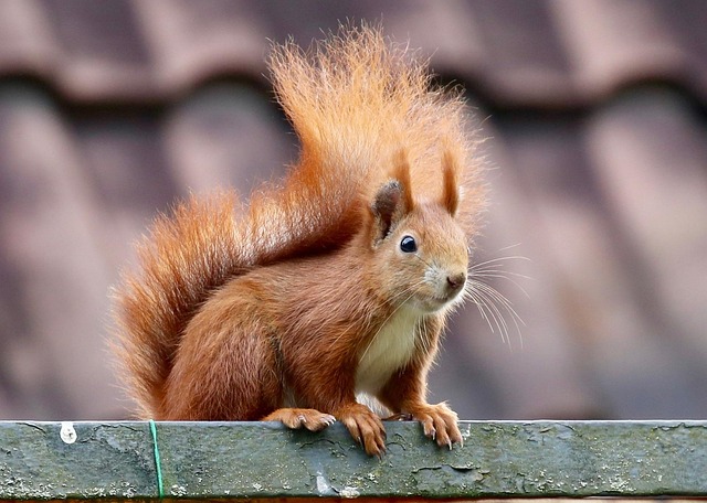 squirrel