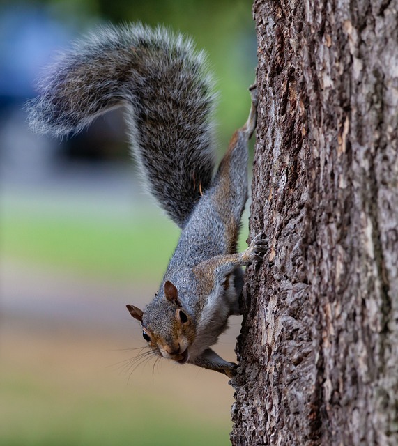 squirrel
