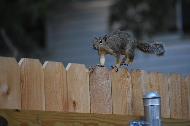 squirrel