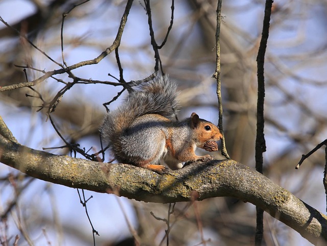squirrel