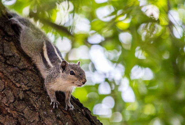 squirrel