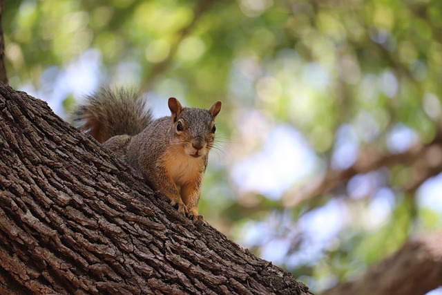 squirrel-640x480-13035249.jpeg