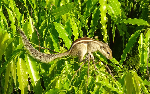 squirrel