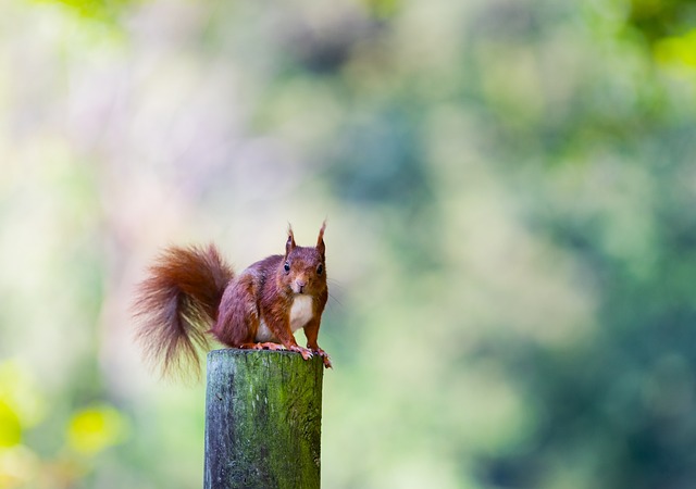 squirrel