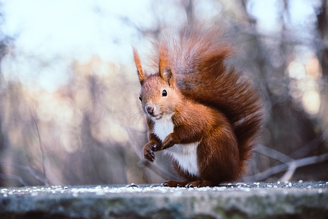 squirrel-640x480-14554315.jpeg