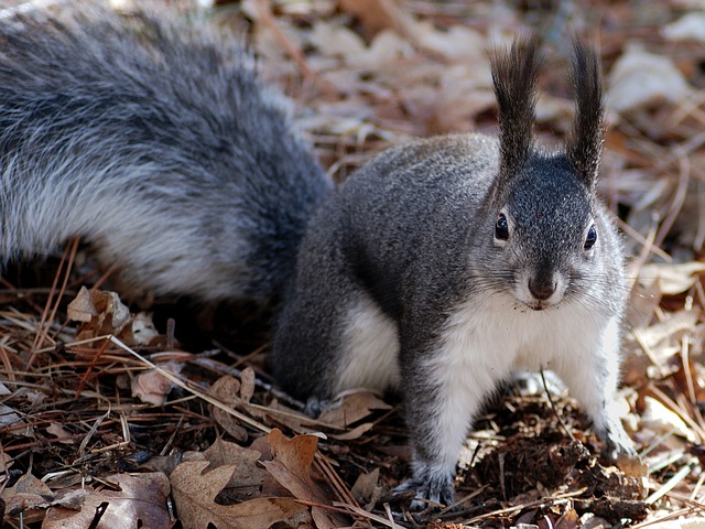 squirrel