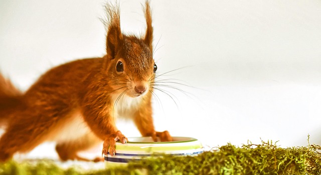 Squirrel-Proof Your Winter Bird Feeder: Top Fat Balls for Bradford