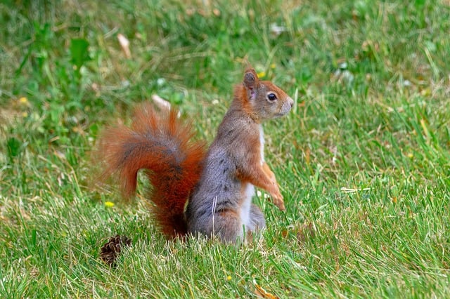 Squirrel-Proof Your Feeders, Enjoy Hassle-Free Birdwatching in Leicester