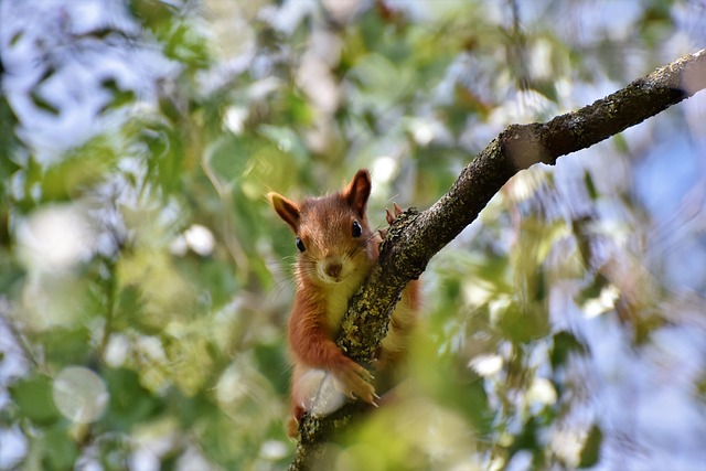 squirrel