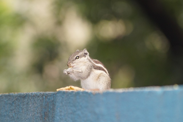 squirrel