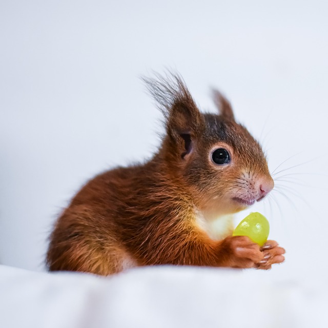 squirrel
