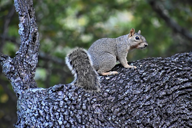squirrel