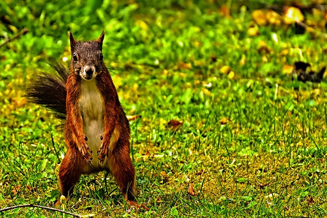 Squirrel Proof Your Garden: Bulk Mix for More Birds, Less Cost!