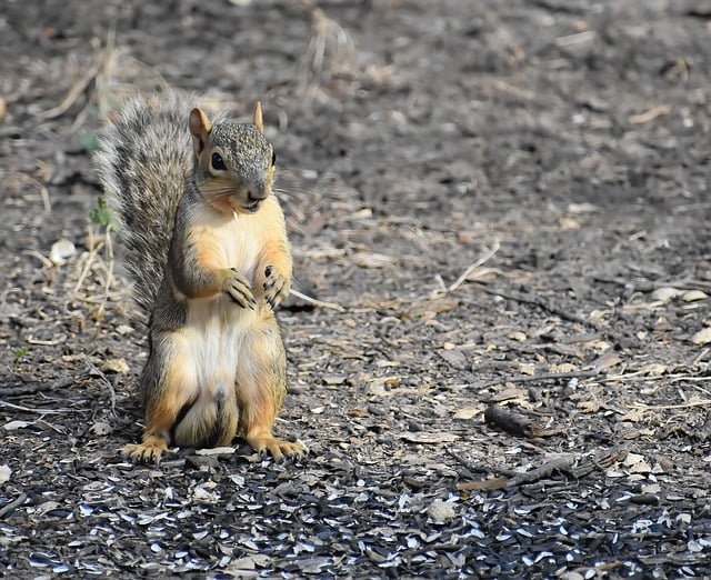 squirrel