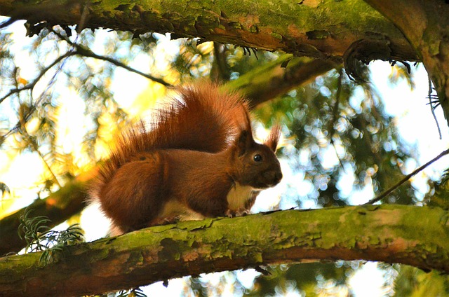 squirrel