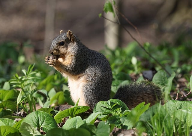 squirrel