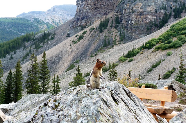 squirrel