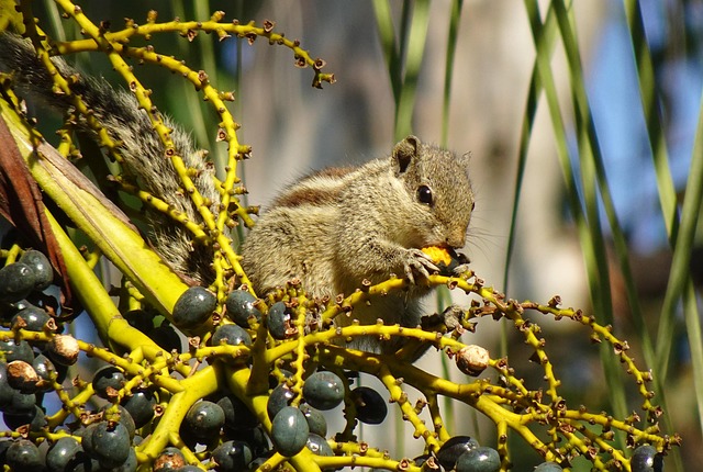 squirrel