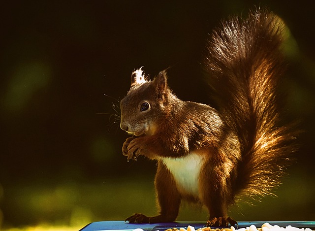 squirrel