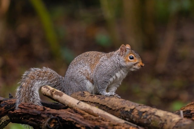 squirrel